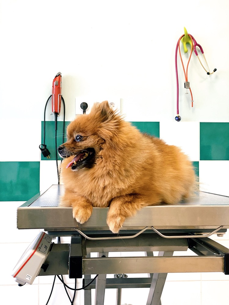 What Is Mobile Dog Grooming and Why Choose It?