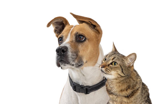 How Can Animal Hospitals Help With Pet Dental Care?